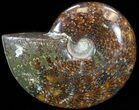 Cleoniceras Ammonite Fossil - Madagascar #44462-1